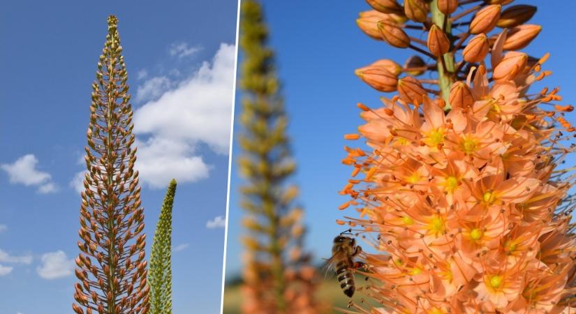 Korbácsliliom – a kert lángpallosú óriása, amelynek minden szála történetet mesél