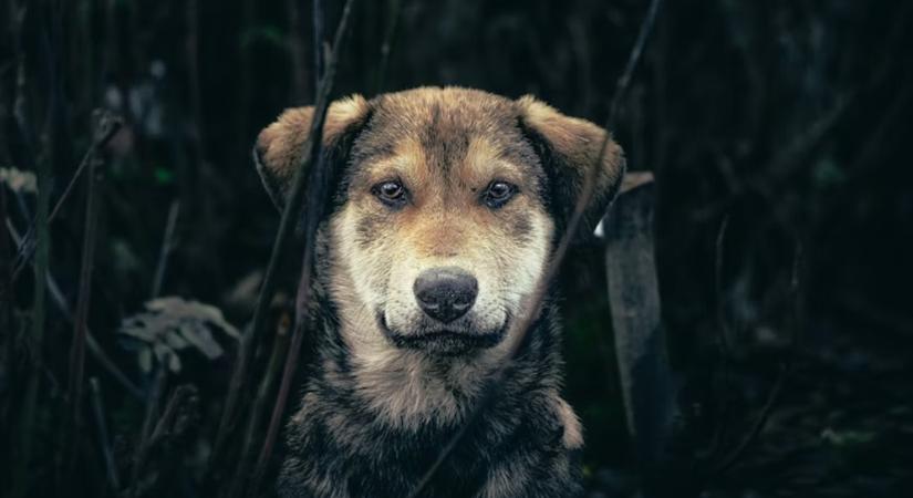 Autista kutyák? ADHD-s ebek? – Mit jelent a neurodiverzitás az állatvilágban, és mit jelenthet nekünk, gazdiknak?