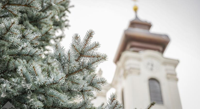Megható pillanatok Győr főterén: havasan érkezett az idei város karácsonyfája