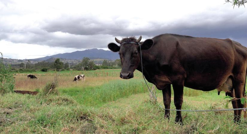 Kedvezőek a globális kínálati kilátások a legfontosabb élelmiszer-alapanyagoknál
