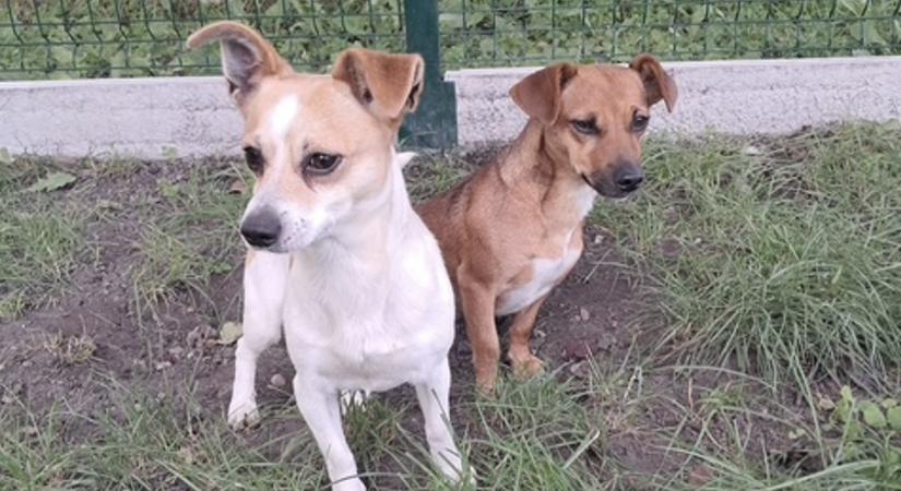 Gazdikereső: Puncs és Bounty együtt szeretne otthonra találni