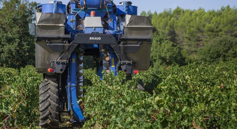 Ilyen volt az idei szüret: emelkedtek a felvásárlói árak, de csökkent az adminisztrációs teher