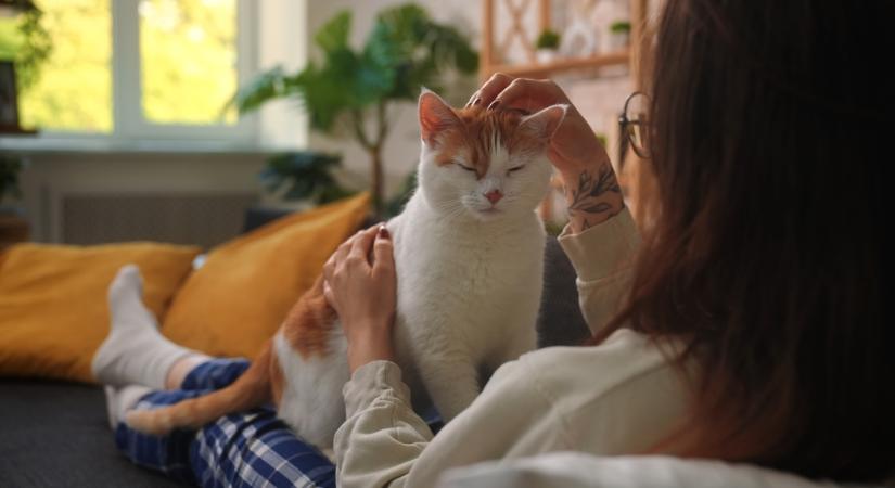 Tévhit, hogy a macskák közömbösek: 276 különböző arckifejezéssel kommunikálnak