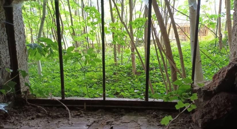 Mi történt ebben a gazzal benőtt hevesi házban? Egy élet maradt hátra a lakók után – fotókkal