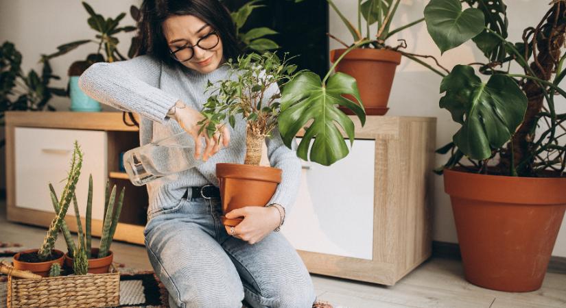 Veszélyben a szobanövények – így védd meg őket a téli klímában!