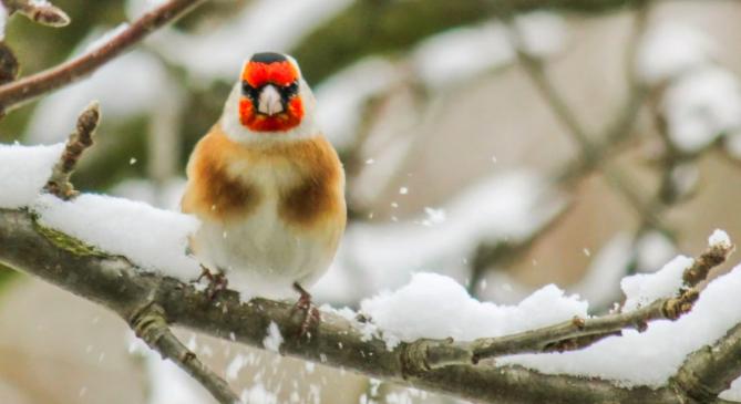 Újabb havazás északkeleten