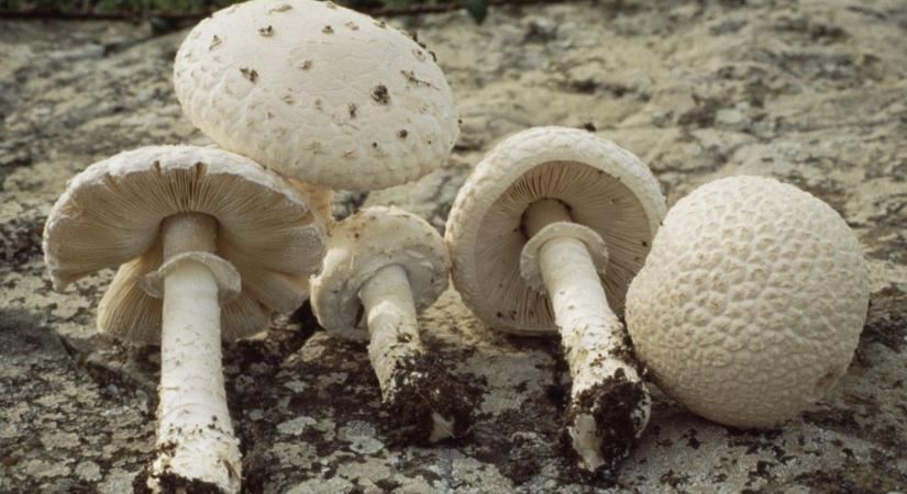 Különleges, pikkelyes gombák bújtak elő a Maros árterében