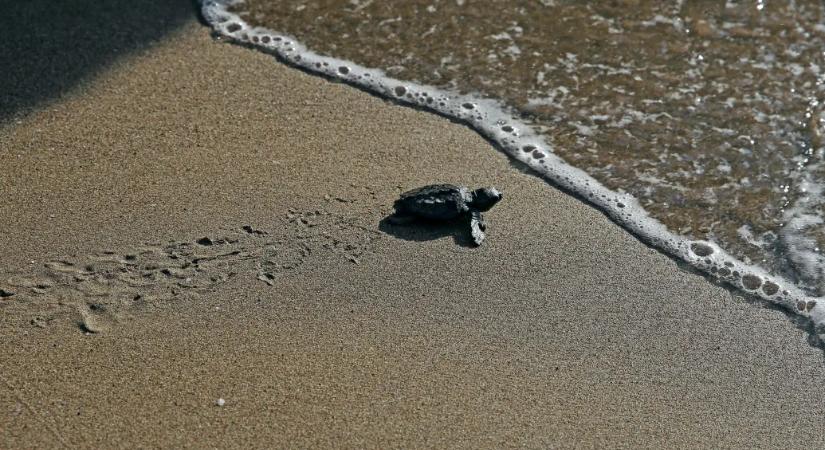Megfejtették, hogy hogyan tájékozódnak a mágneses mező segítségével az álcserepesteknősök