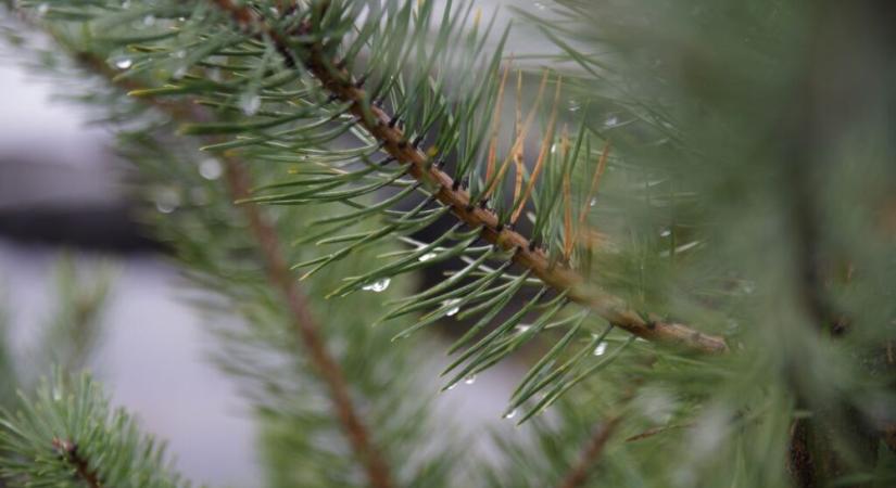 Melegebb lehet a december az átlagnál, idén sem lesz fehér karácsonyunk