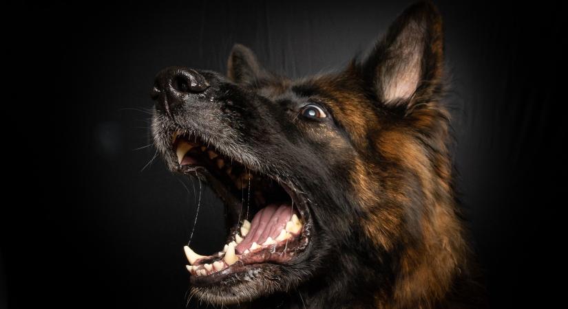 Sályi kutyatámadás: itt a jogerős végzés