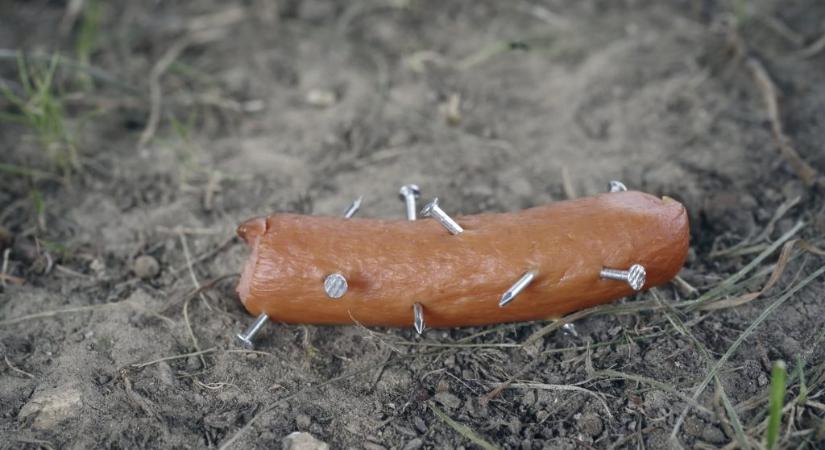 Bosszúból fém csavarokkal töltött virsliket adtak a volt üzlettárs kutyáinak