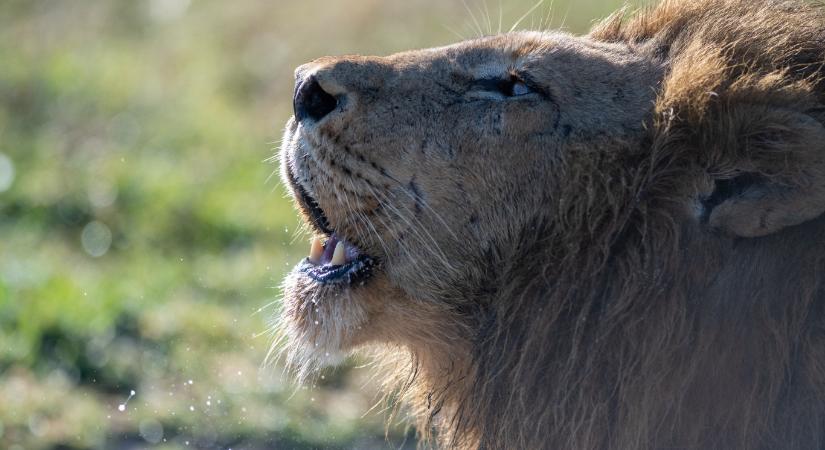 AI segíti a vadon élő oroszlánok üvöltéseinek egyedi azonosítását