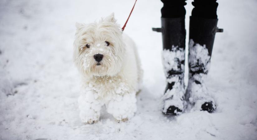 Itt vannak a legjobb tippek a téli állattartáshoz, csak egy kis plusz odafigyelés kell
