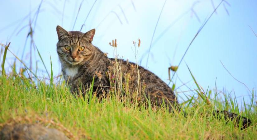 Radikális macskairtási programot jelentettek be: állatok millióit pusztítanák el Új-Zélandon