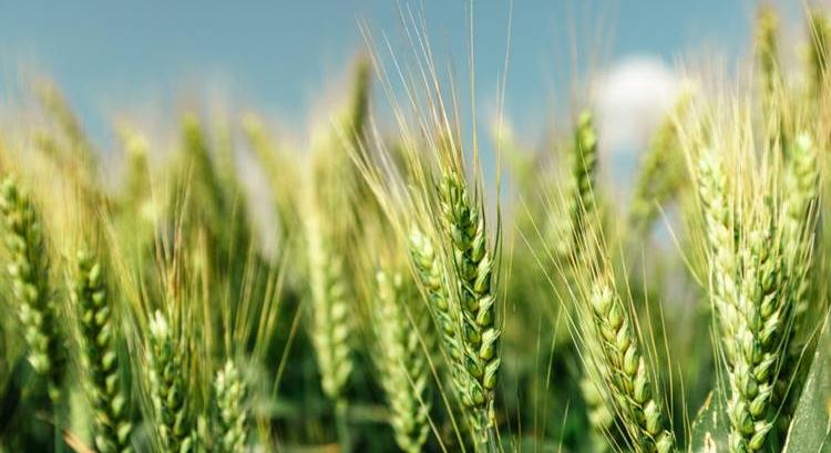 Az RAGT felvásárolja a Syngenta kétsoros árpa vetőmag-üzletágát