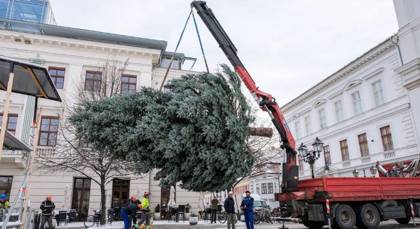 Felállították Győr Karácsonyfáját, végigkísértük útján a nyolc méteres ezüstfenyőt - fotók, videó