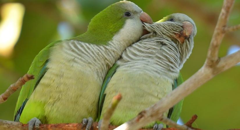 Van mit eltanulnunk a barátpapagájoktól a barátkozás terén
