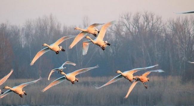 Szombaton rendezik meg a 25. Tatai Vadlúd Sokadalmat