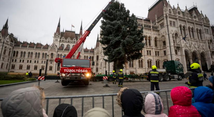 Íme az ország karácsonyfája, már nálunk is áll