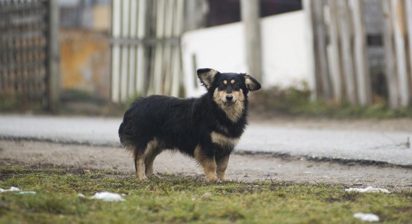 Itt már tilos etetni a kóbor kutyákat