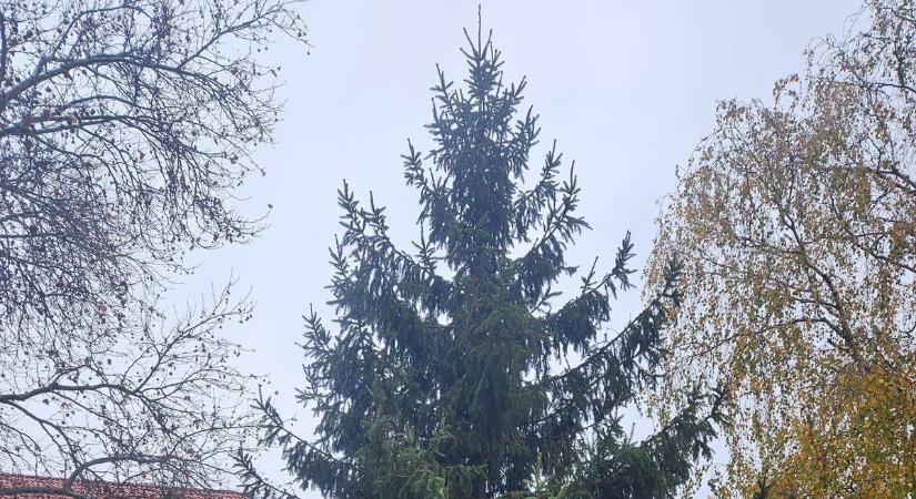 Megérkezett Bodajk város karácsonyfája