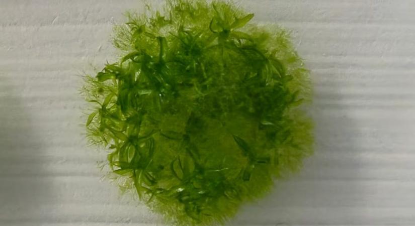 Kilenc hónapot töltött az űrben, mégis túlélte ez a növény