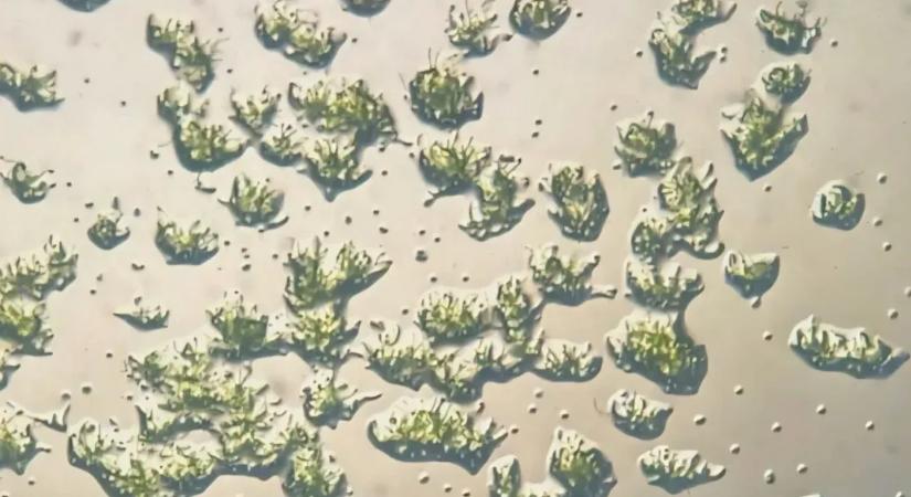 Kilenc hónapig élt egy mohafaj a Nemzetközi Űrállomás külsején, majd a Földre visszatérve csírázni kezdett