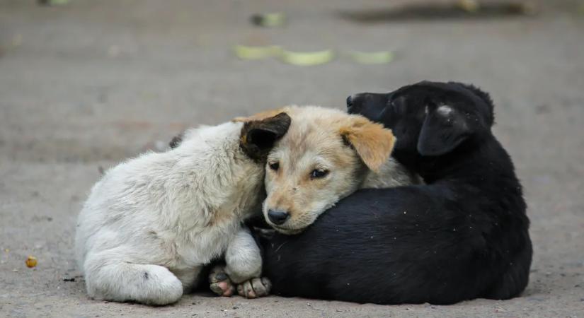 Szigorú tiltás lépett életbe: a kóbor kutyák etetése már nem megengedett