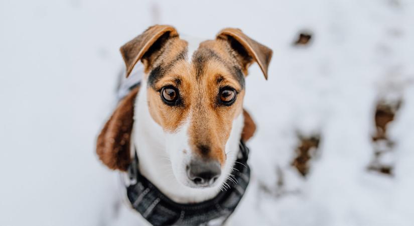 Télen is biztonságban: így óvjuk kedvenceinket