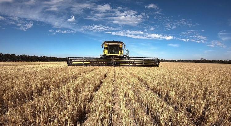 Rengeteg árpát és búzát aratnak az ausztrálok