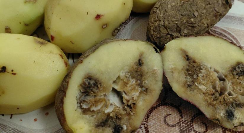 Rohadt krumplival kampányolt a belvárosi fideszes, kiakadtak a nyugdíjasok