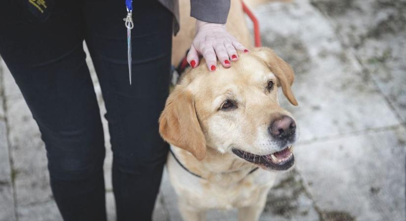 Döbbenet: egészen felelőtlenek a kutyasétáltatók!