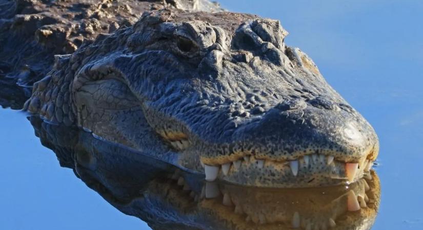 Krokodil vs aligátor: ez nem egy filmcím, hanem a valóság – videó