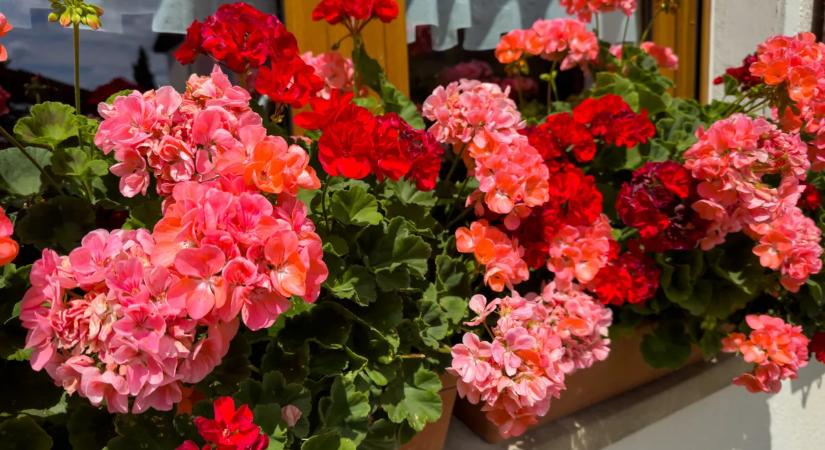 A muskátli teleltetése – Így lesz szép jövőre is a virágunk