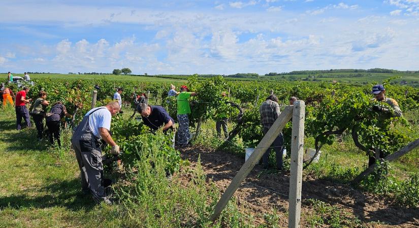 Takáč kilátásba helyezte a szőlősgazdák kárpótlását, de részleteket nem árult el