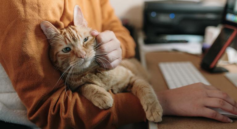 Skizofréniát eredményezhet a macskatartás ausztrál tudósok szerint