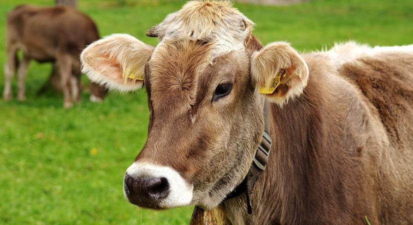 Súlyos járvány tombol – egyelőre az országhatárainkon kívül