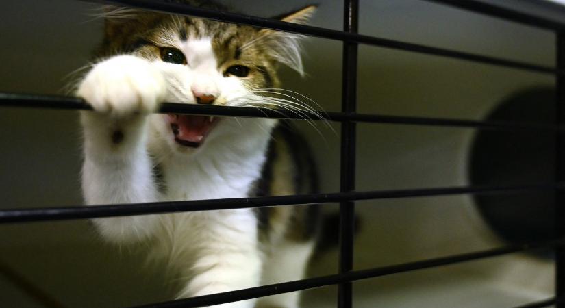 Új-Zéland kiirtaná az összes kóbor macskát az országban