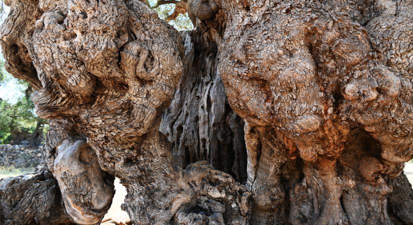 Ősi és titokzatos élőlények tartják életben az emberiséget - 3 billió vesz minket körbe