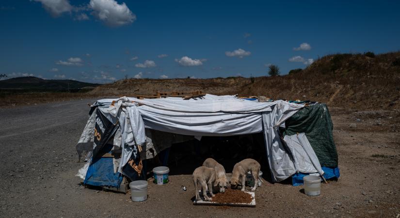 Isztambulban betiltották a kóbor kutyák etetését, több mint négymillió állat él a város utcáin