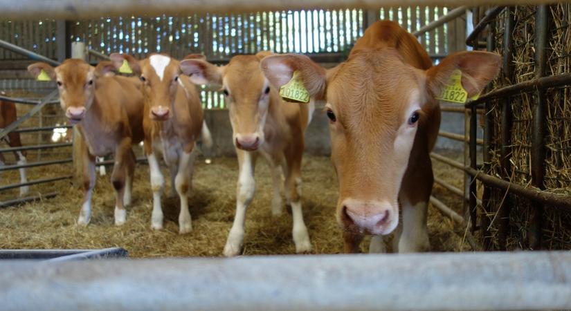 Kiderült, melyik a legkevésbé stresszes tartási mód a borjak számára