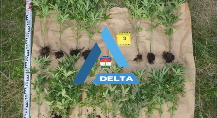 Cannabis a kertben: hobbikertészekre csapott le a rendőrség