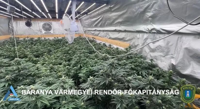 Újabb sikeres DELTA-akció: 108 tő kannabiszt foglaltak le – videóval