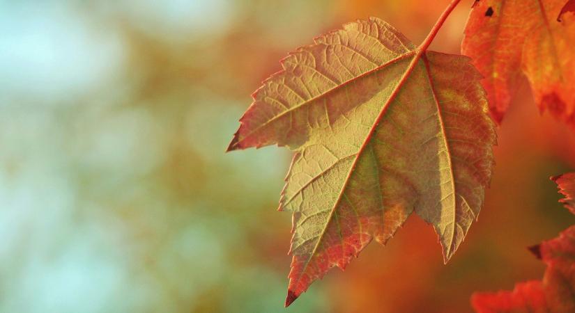 Ezekben a vármegyékben kedden kitavaszodik, máris visszavonulót fújt a tél