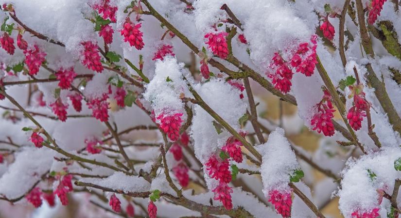 6 téli okoseszköz, ami tényleg segít a kertben