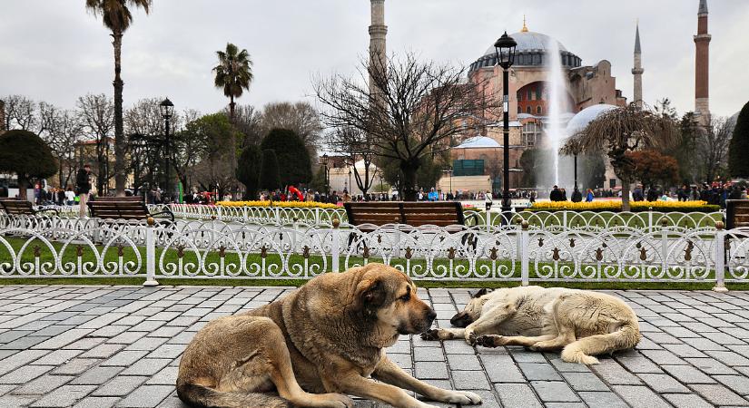 Törvényellenes kóbor kutyákat etetni Isztambulban