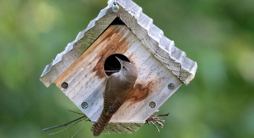 Segítsünk madarainknak! Készítsünk költő- és telelőodút: fotós összeállítás