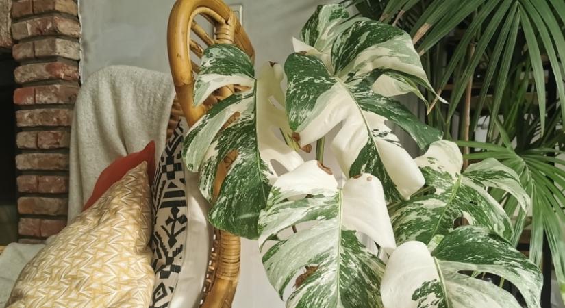 5 gyönyörű szobanövény, ami utálja a telet: így segíthetsz nekik túlélni tavaszig!