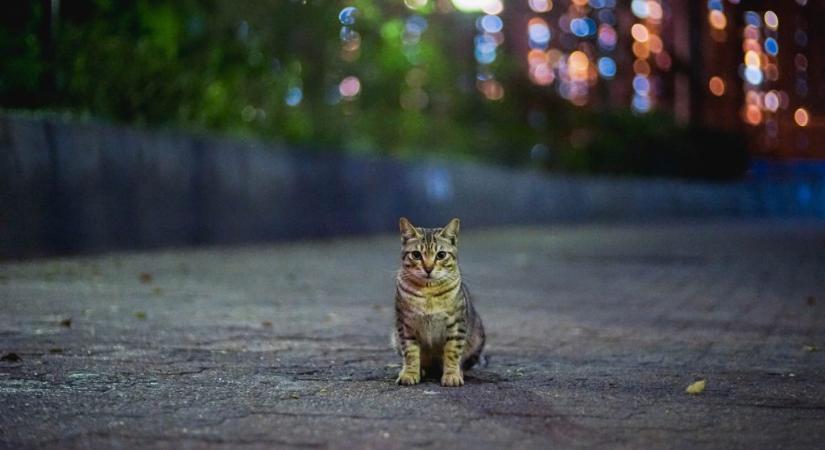 Az összes kóbor macskát kiirtanák Új-Zélandon