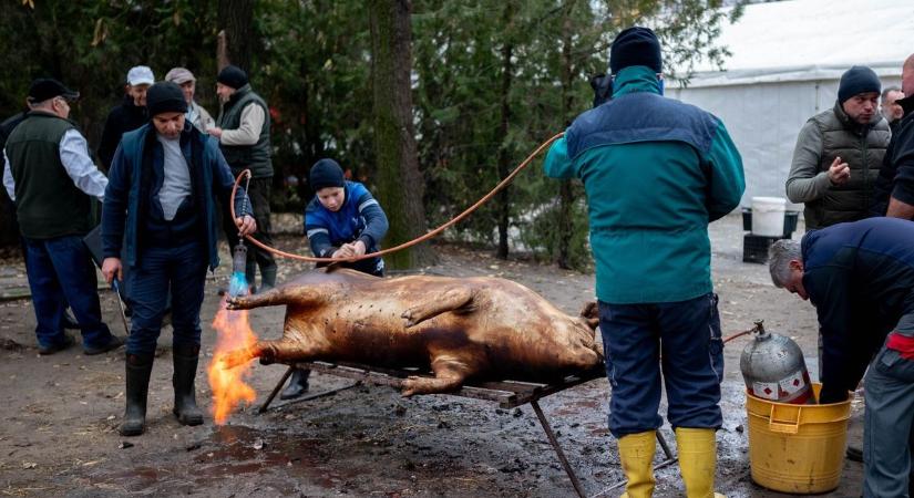 Ilyen tömeg még nem volt: hatalmas siker lett a Zákányszéki Böllérnap – galériával